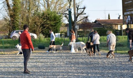 Cours d'éducation canine à Cestas