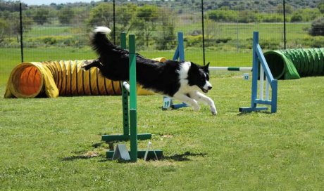 Pension pour chien - Cestas - Domaine de Lacombe