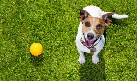 Vente de jouet indestructible pour chien - Cestas - Domaine de Lacombe